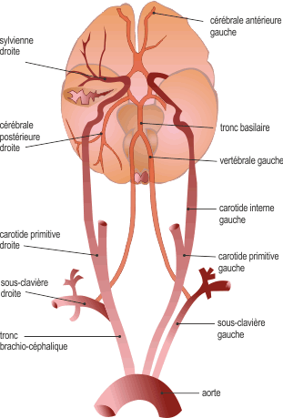 Circulation cerebrale