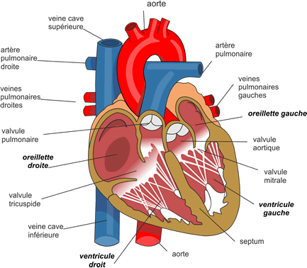 coeur3