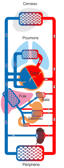 La circulation sanguine